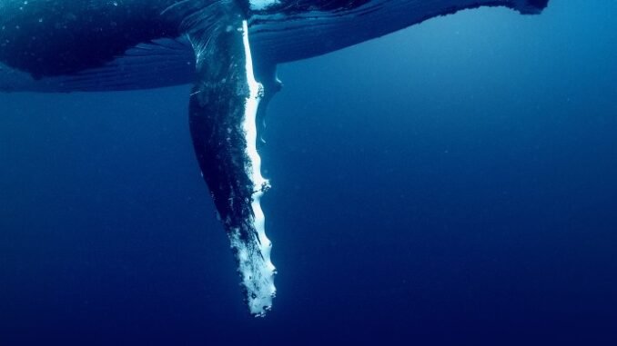 Ocean-with-David-Attenborough_Poster